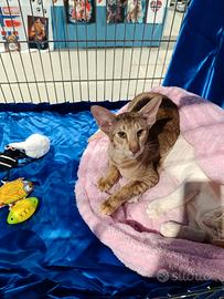 Giovane gattina orientale