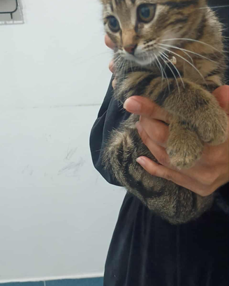 Gattino 3 mesi