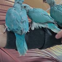 Parrocchetti dal collare