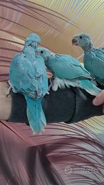 Parrocchetti dal collare