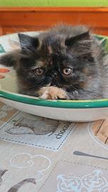 Cucciolotte tortye 