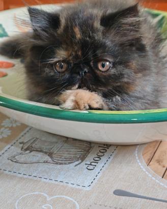 Cucciolotte tortye 