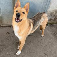 Loris 1 anno mix pastore tedesco