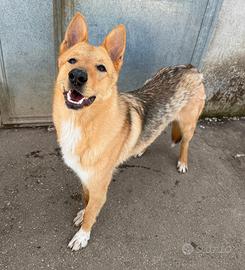 Loris 1 anno mix pastore tedesco