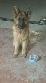 Pastore Tedesco Femmina (2 Anni) con microchip e p