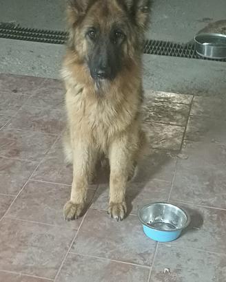 Pastore Tedesco Femmina (2 Anni) con microchip e p