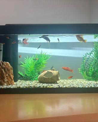 Acquario 55 L