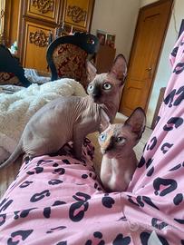 Sorelline di gatto Sphynx