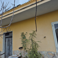 Casa con giardino singola