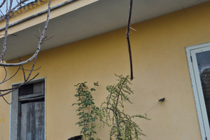 Casa con giardino singola