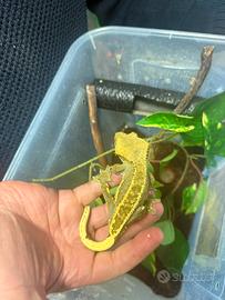 Geco crestato + terrario leggere descrizione