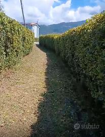 Terra