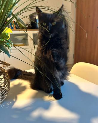 Maine Coon per acoppiamento