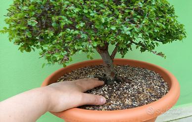 Prebonsai Olmo Parvifolia
