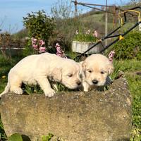 Maschio golden retriever cucciolo pedigree enci