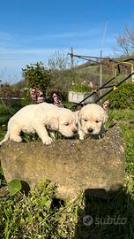 Maschio golden retriever cucciolo pedigree enci