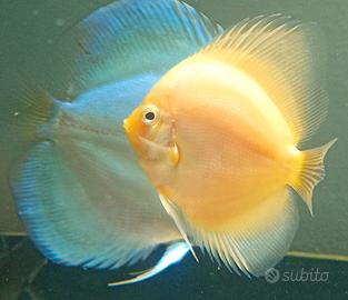 Discus Gialli