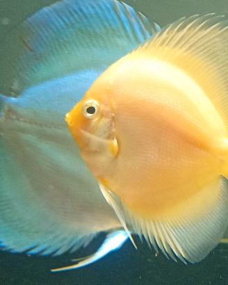 Discus Gialli