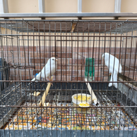 Coppia canarini bianchi anno 2023 euro 20