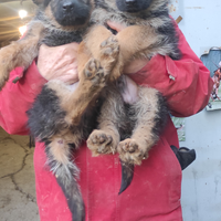 Cuccioli di Pastore Tedesco
