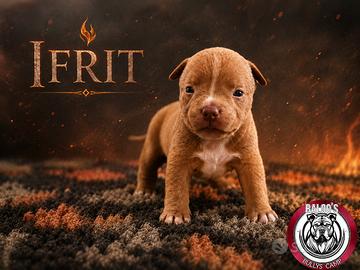 American bully