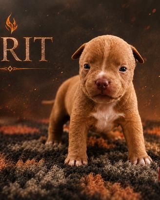 American bully