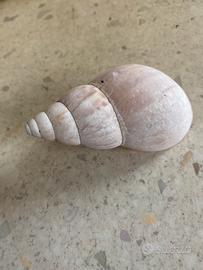 Conchiglie da collezione