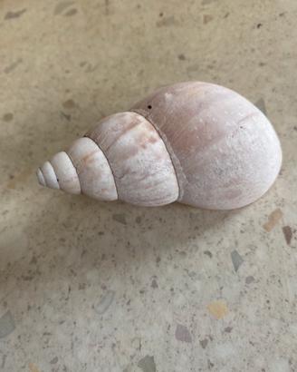 Conchiglie da collezione