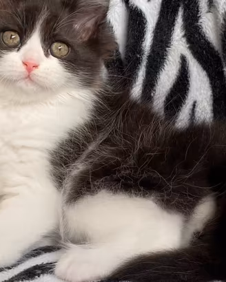DOLCISSIMA gattina persiana doll face FEMMINA