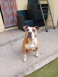 Cane Amstaff buono e giocherellone