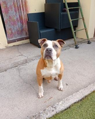 Cane Amstaff buono e giocherellone