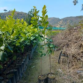 limone zagara Bianca su arancio amaro 