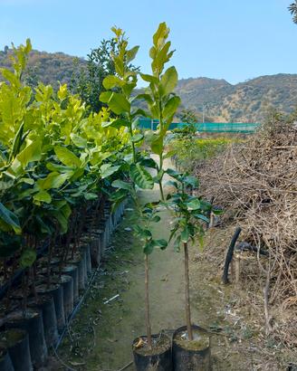 limone zagara Bianca su arancio amaro 