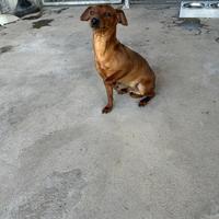 Pinscher Tedesco