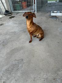 Pinscher Tedesco
