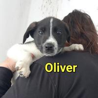 Oliver