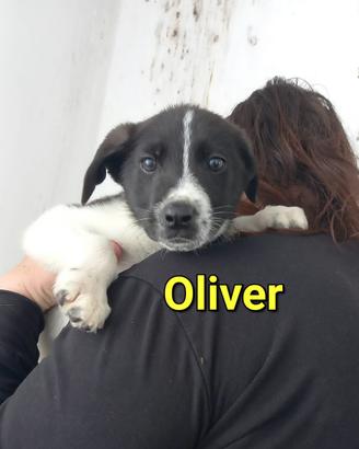 Oliver