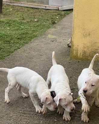 Dogo argentini
