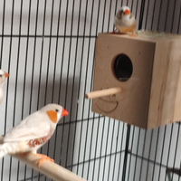 Diamanti mandarino chiari