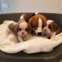 Cavalier King