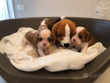 Cavalier King