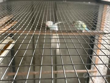 Parrocchetti dal collare coppia