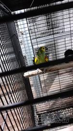 Amazzone fronte blu pappagalli sardegna