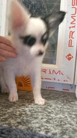 cuccioli di chihuhua pelo lungo e corto 