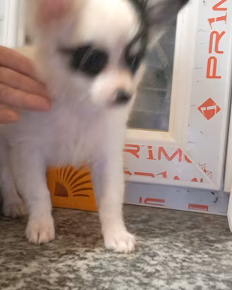 cuccioli di chihuhua pelo lungo e corto 