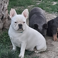 Bulldog francese femmina