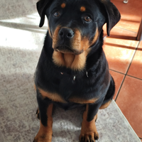 Cucciola di rottweiler