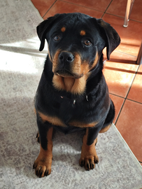 Cucciola di rottweiler