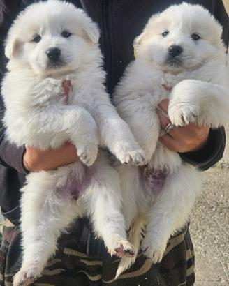 Cuccioli di pastore maremmano abruzzese