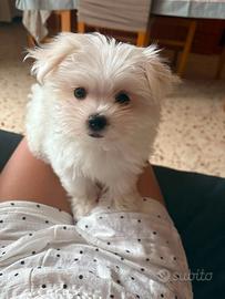 Cane maltese